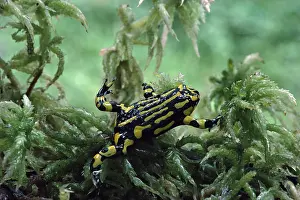 Corroboree: Southern corroboree frog (Pseudophryne corroboree)