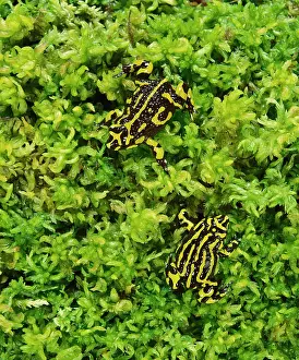 Kosciuszko: Southern corroboree frog (Pseudophryne corroboree)