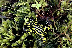 Kosciuszko: Southern corroboree frog (Pseudophryne corroboree)
