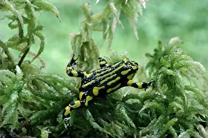Sphagnum: Southern Corroboree Frog - Underwater in Sphagnum moss