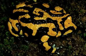 Highly: A Southern corroboree frog - with unusual pattern