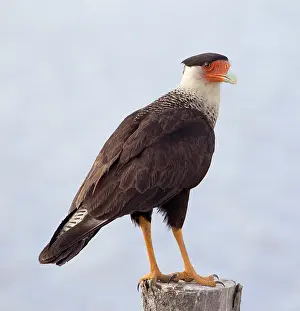Caracara: Southern Crested Caracara
