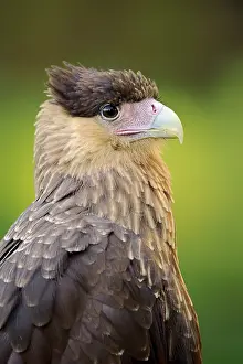 Falcons: Southern crested caracara (Caracara plancus), portrait