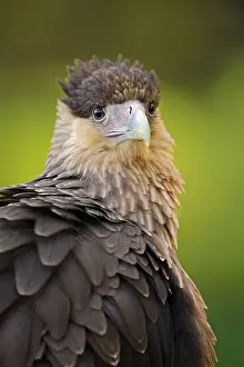 Falcons: Southern crested caracara (Caracara plancus), portrait
