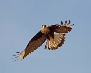Caracara: Southern Crested Caracara - in flight