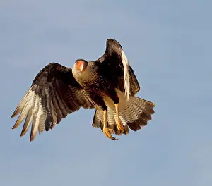 Caracara: Southern Crested Caracara - in flight