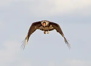 Caracara: Southern Crested Caracara - in flight