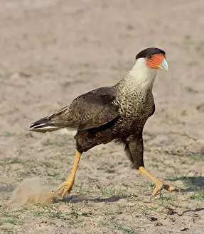 Caracara: Southern Crested Caracara - in the ground