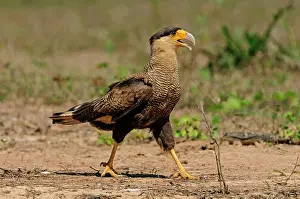 Caracara: Southern Crested Caracara, Pantanal Wetlands, Mato
