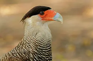 Caracara: Southern Crested Caracara, portrait, Pantanal Wetlands