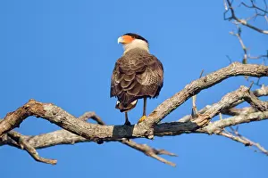 Caracara: Southern Crested Caracara / Southern Caracara -