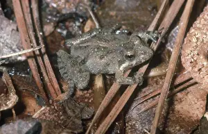 Acris: Southern Cricket Frog