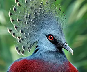 Dove: Southern Crowned Pigeon (Goura scheepmakeri), captive