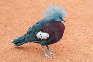Goura: Southern Crowned Pigeon (Goura scheepmakeri) Land