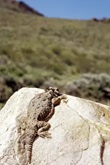 Phrynosoma: Southern Desert Horned Lizard