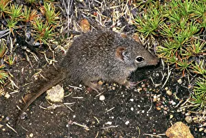 Apicalis: Southern dibbler.(Parantechinus apicalis) IUCN