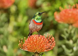 Sunbirds: Southern Double-collared Sunbird / Lesser Double-collared