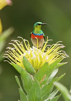 Sunbirds: Southern Double-collared Sunbird / Lesser Double-collared