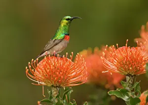 Sunbirds: Southern Double-collared Sunbird / Lesser Double-collared