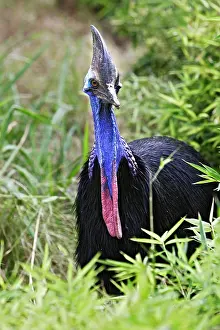 Cassowaries: Southern / Double-wattled Cassowary