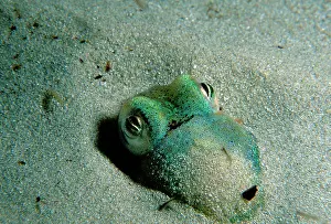 Euprymna: Southern dumpling squid has a luminescent light