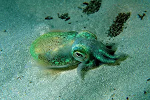Euprymna: Southern dumpling squid has a luminescent light
