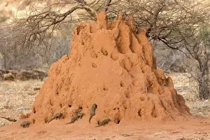 Termite: Southern Dwarf Mongoose, dwarf mongooses, dwarf