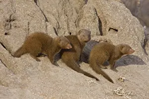 Robbery: Southern Dwarf Mongoose, Southern Dwarf Mongoose