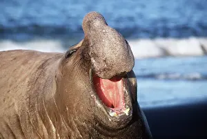 Crozet: Southern Elepant Seal - with mouth open