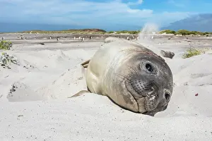 Falklands: Southern Elephant Sea - Sea Lion Island - Falkland