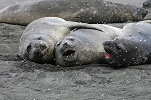 Huddle: Southern Elephant Seal