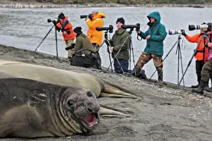 Cameras: Southern Elephant Seal