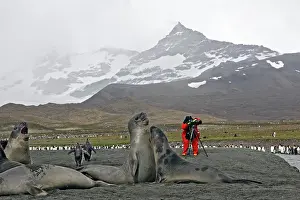 Cameras: Southern Elephant Seal