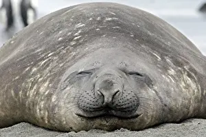 Eyes Closed: Southern Elephant Seal