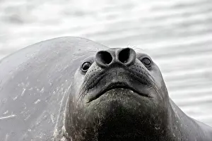 Nostril: Southern Elephant Seal