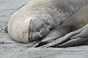 Eyes Closed: Southern Elephant Seal