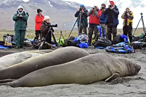 Cameras: Southern Elephant Seal