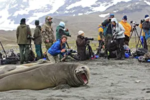 Cameras: Southern Elephant Seal