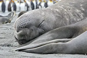 Eyes Closed: Southern Elephant Seal