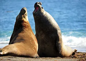 Argentinian: Southern Elephant Seal