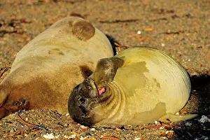 Argentinian: Southern Elephant Seal