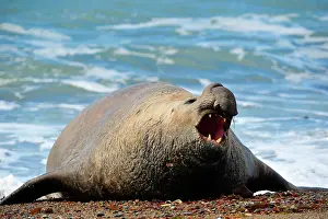 Argentinian: Southern Elephant Seal