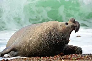 Argentinian: Southern Elephant Seal