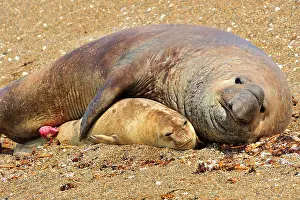 Argentinian: Southern Elephant Seal