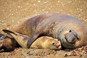 Argentinian: Southern Elephant Seal
