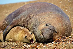 Argentinian: Southern Elephant Seal