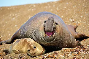 Argentinian: Southern Elephant Seal