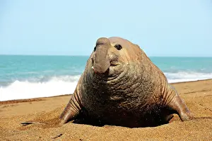 Argentinian: Southern Elephant Seal