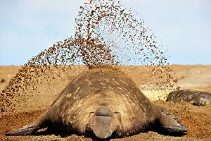 Argentinian: Southern Elephant Seal
