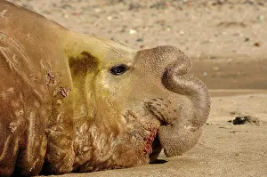 Argentinian: Southern Elephant Seal